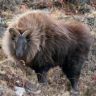 Himalayan Tahr Bull